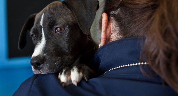Tribute Unsung Heroes in Animal Rescue Nova Scotia SPCA