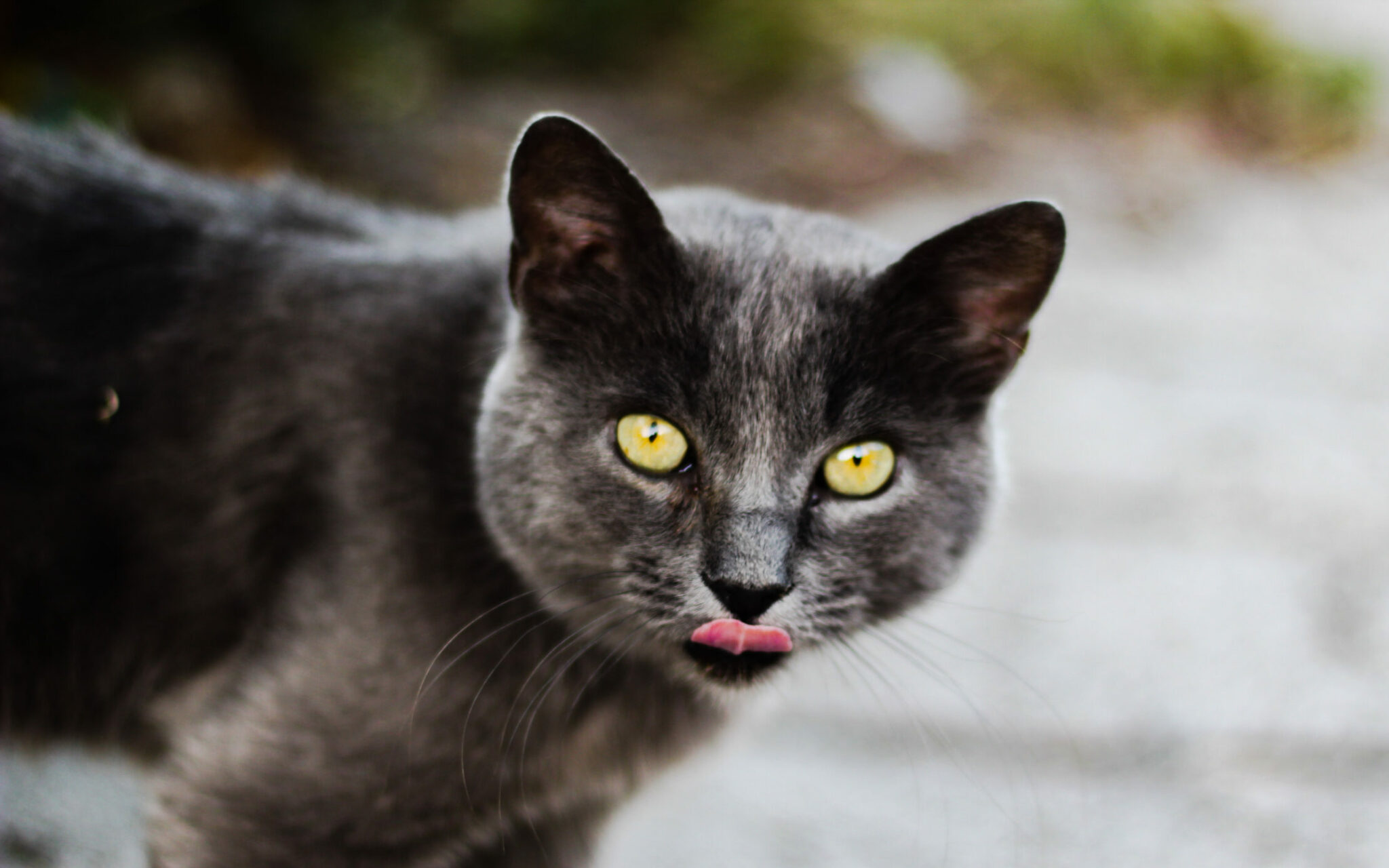 Trap, Neuter, Return (TNR) Nova Scotia SPCA