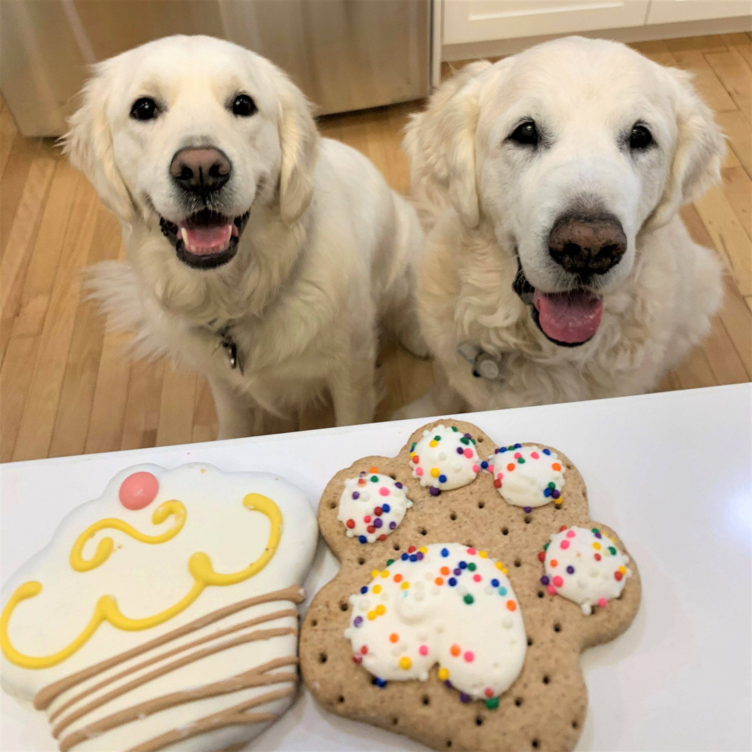 Sweets & Shelter Pets Nova Scotia SPCA