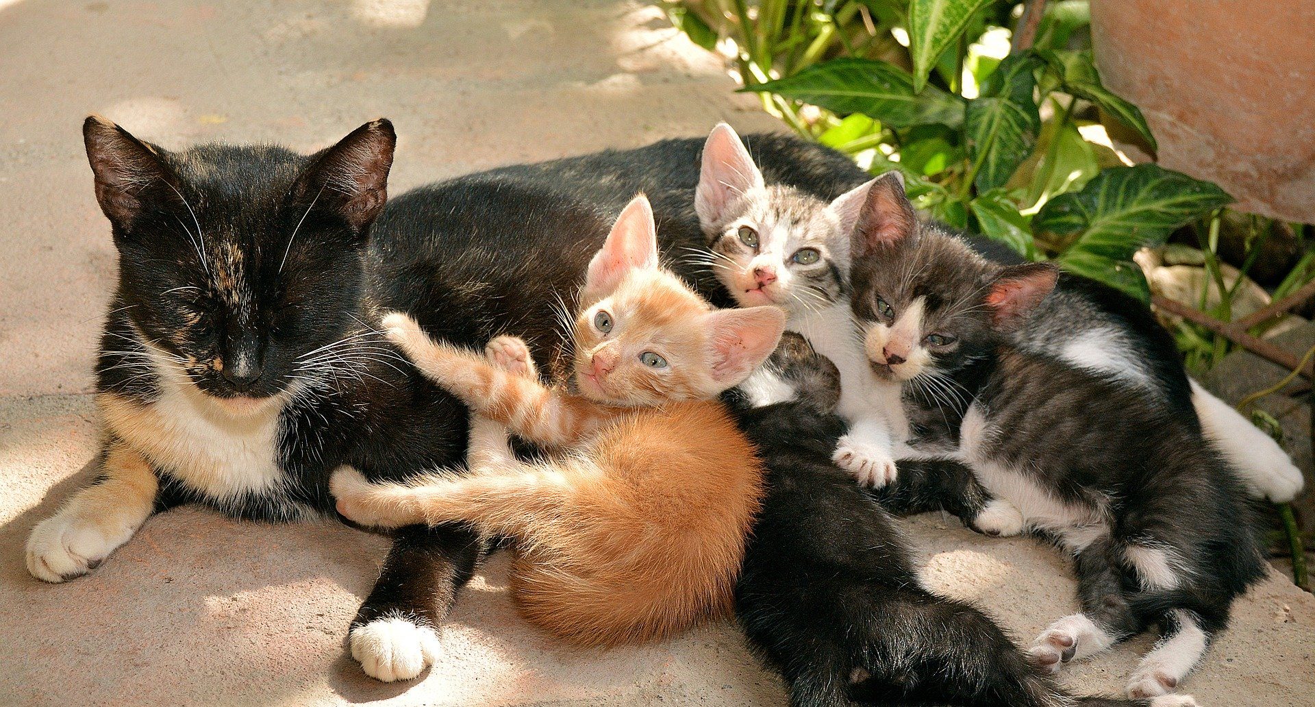 во сне приснилась кошка. кошка рожает котят во сне. толкование снов кошки котята. видеть во сне маленького черного котенка. толкование снов кошки котята.