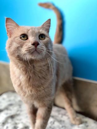 The Cat Who Broke INTO the Shelter - Nova Scotia SPCA