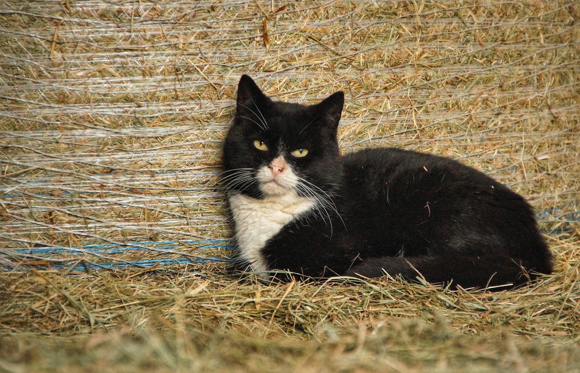 Got Mice? Get Some Barn Buddies! Nova Scotia SPCA